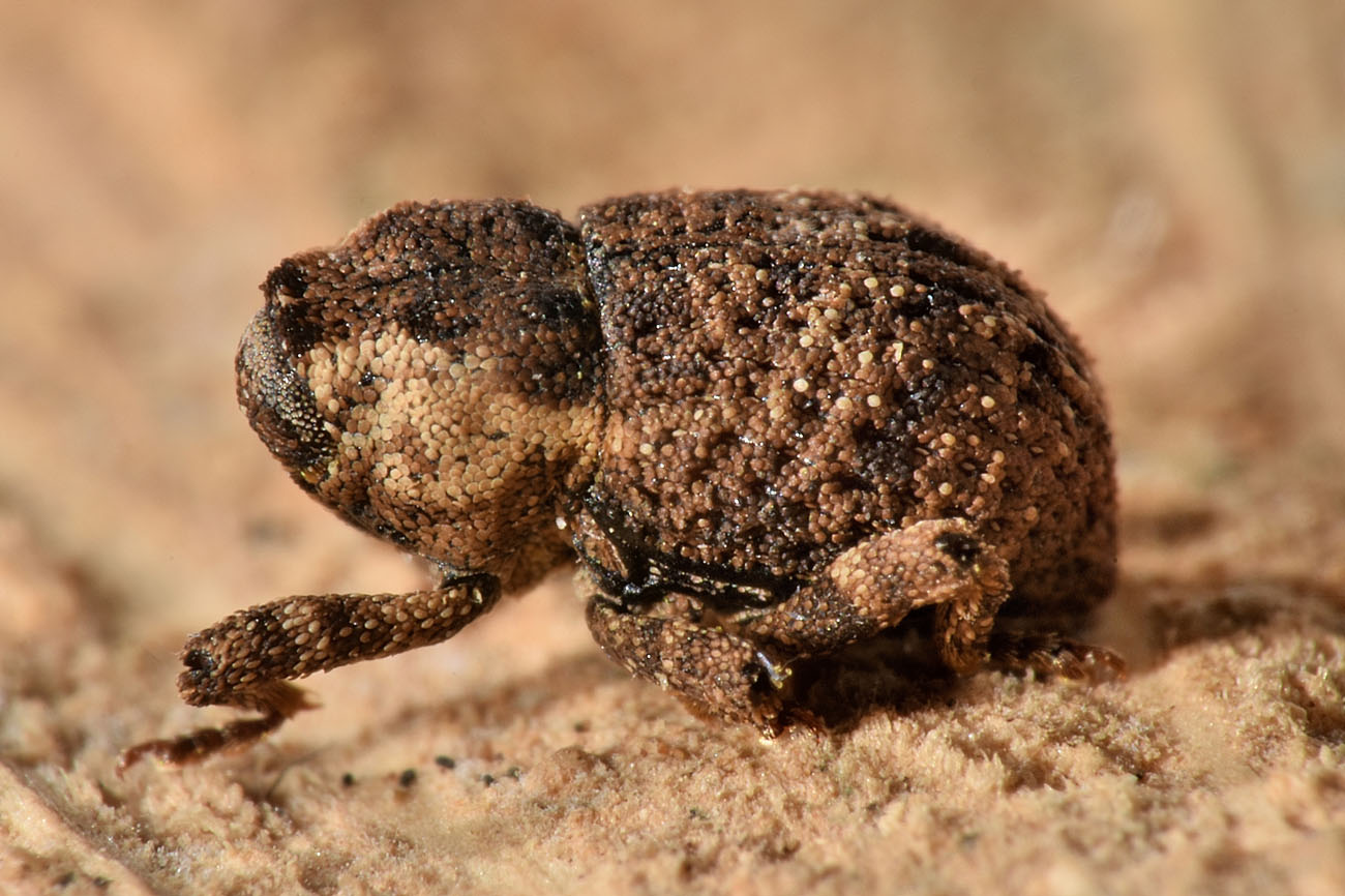 Curculionidae: Kyklioacalles  solarii?  S !